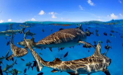 Sharks swimming together in the ocean with a blue sky above